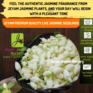 Jeyam Jasmine Happiness